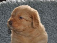 Rasmus 100103