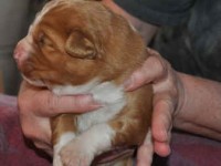 Simba 100314