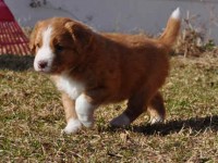 Simba 100404