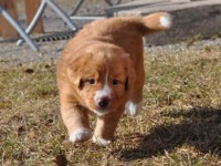 Stella 100404