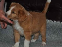 Simba 100425