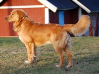 Charlie maj 2009