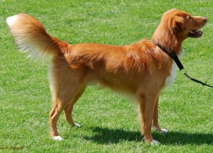 Renarder's Keystone Pioneer Aindow "Ehmil"