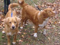 Fia med syrran Vinga 071014