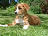 Simba Juni 2010