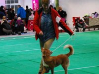 Stella på utställning 2011
