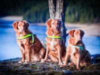 Alice bor med sin moster Toftemos Jeannie och sin mormors syster Bluenosers Victoria Beach