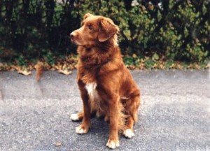 Acadia's Scotian Mac Tawish "Bilbo" 