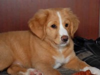 Dexter maj 2010