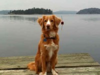 Dexter nov 11