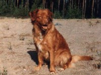 Dina