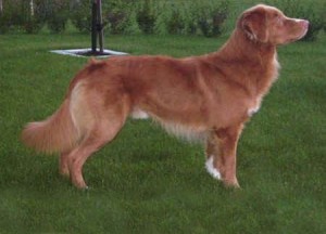 Tollartrollets Rubin, "Gino"