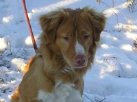 Isak