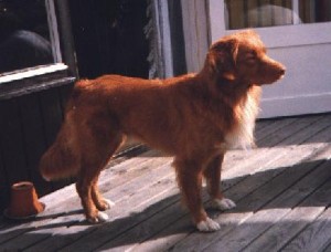 LP Riverduck's Jolly Jumper "Jolly" 