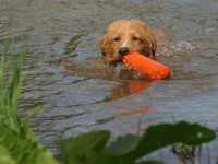 Bluenosers Louisa "Lisa" deltog i apporteringsuppvisning den 6/6. Bluenosers Louisa "Lisa" deltog i apporteringsuppvisning den 6/6.