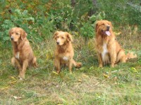 Lova, mamma Qia, pappa Linus Lova, mamma Qia, pappa Linus