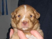 Chester 090127