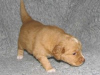 Kiwi 090127