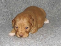 Maja 090127