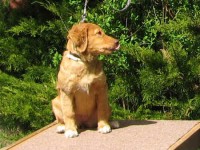 Maja 090509