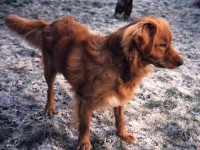 Oscar