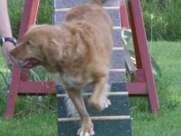 Fem år ung har Penny börjat köra agility Fem år ung har Penny börjat köra agility