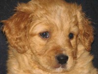 Charlie 25 februari
