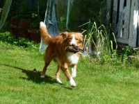 Simba apporterar juni 2011