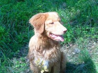 Sirro Maj 2010