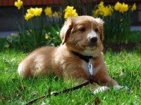 Stella maj 2010