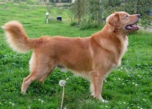 Flottatjärn's Tigger De Amor  "Tango" - Foto: Annelie Johannesen