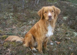 Toftemos Bluenose Olive "Viska"