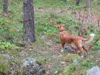 Stella, kull 20