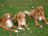 Phoenix, Tess och Perry, kull 16.