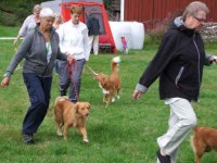 Aili och Stella i utställningsringen för tikar, unghundsklass.