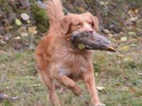 Athos