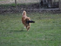 Kennelträff 21 april