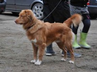 Chester valpträff 091107