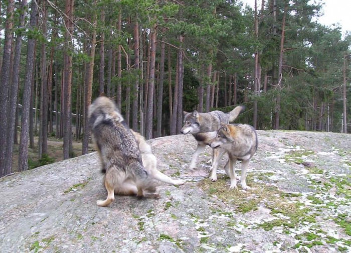När ska du lära dig att lämna tikar av alla slag ifred? Dom är mina! När ska du lära dig att lämna tikar av alla slag ifred? Dom är mina!