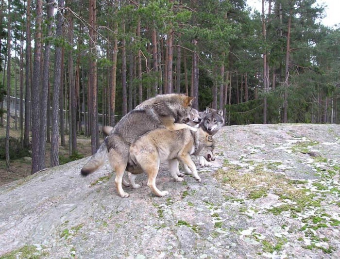 Upp på berget så vi får prata om ditt uppförande! Upp på berget så vi får prata om ditt uppförande!