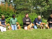 Viskas valpar: Trolla, Nelli, Phoenix, Tess, Diva