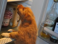 hungrig